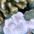 Bleached Coral