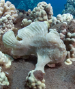 Frogfish